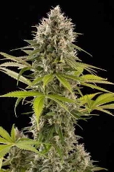 Industrial Plant > Dinafem Seeds